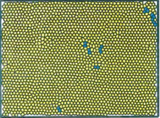 Halperin and Nelson predict hexatic phase